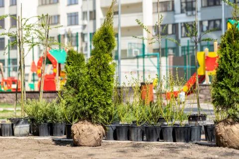 Many thujas tree with burlapped root ball prepared for planting in city park or Stock Photos