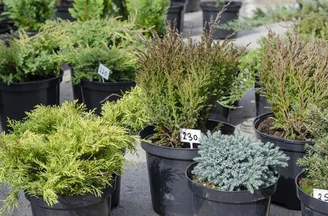 Many thujas tree stand in pots for planting.  Seedlings of different conifers Stock Photos