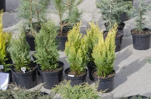 Many thujas tree stand in pots for planting.  Seedlings of different conifers Stock Photos