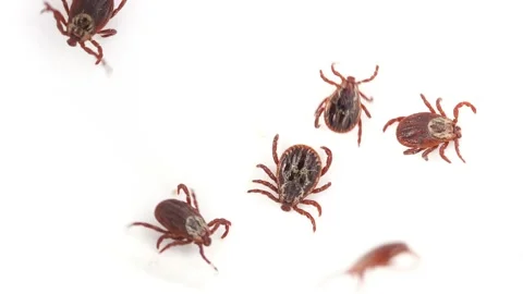 Many ticks crawling on the white surface Video stock 108372159
