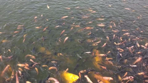 Many tilapia and carp fish in the pond | Stock Video | Pond5