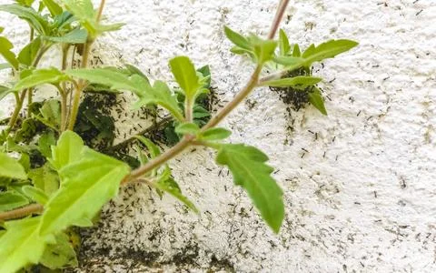 Many tiny ants crawl up the wall Puerto Escondido Mexico. Foto stock