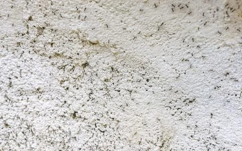 Many tiny ants crawl up the wall Puerto Escondido Mexico. Foto stock