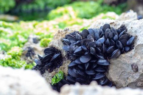 Many tiny black mussel shells in a group on a rock near the sea. Bright green Stock Photos