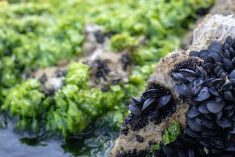 Many tiny black mussel shells in a group on a rock near the sea. Bright green Stock Photos