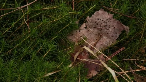 Many tiny bugs on ground Stock Footage 73060785