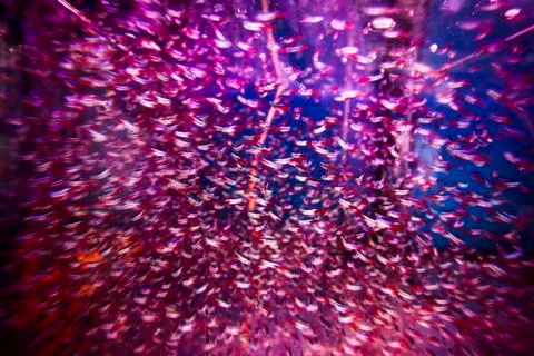 Many tiny fish in a tank Stock Photos