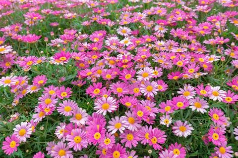 Many tiny flowers Stock-Fotos