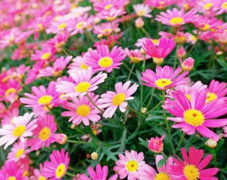 Many tiny flowers Stock Photos