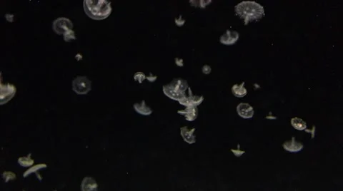 Many tiny Jelly Fish maneuvering through water Stock Footage 40920026