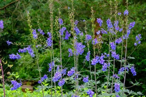 Many tiny little blue flowers, Meadow flowers in bloom. Stock Photos
