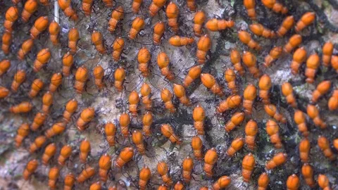Many tiny, red, tropical insects, swarming on the bark in Thailand Stock Footage 97531783
