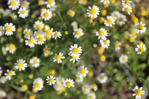 Many Tiny Yellow and White Daisy Flowers of the Roman Chamomile Herb Plant Stock Photos