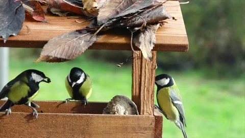 Many tit (Parus major) eats food in the feeder. Stock Footage 146367343