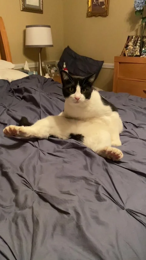 Many-Toed Cat Sits in a Funny Way, Northport, Alabama, USA - 27 Oct 2020 Vídeo Stock 307853243