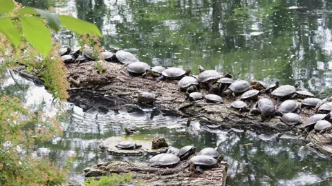 Many tortoise sitting on tree stem in a lake Stock Footage 200815524