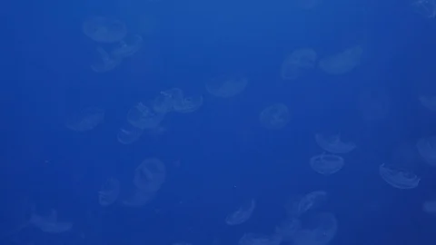 Many transparent jellyfish float in the water. Stock Footage 121224020