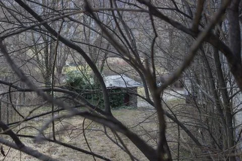 Many tree branches close-up; house behind branches Stock Photos