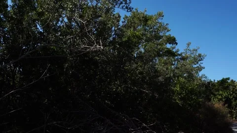 Many tree branches with an extravagant green glow, swaying slightly in the Stock Footage 331220906
