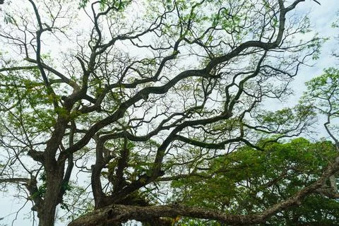 Many tree branches with green leaves against the sky Stock Photos