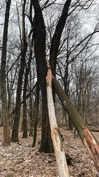 Many tree branches on the ground in the forest on fallen leaves after sanit.. Stock Photos
