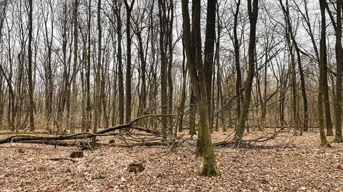Many tree branches on the ground in the forest on fallen leaves after sanit.. Stock Photos