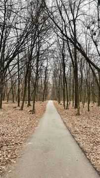 Many tree branches on the ground in the forest on fallen leaves after sanit.. Stock Photos