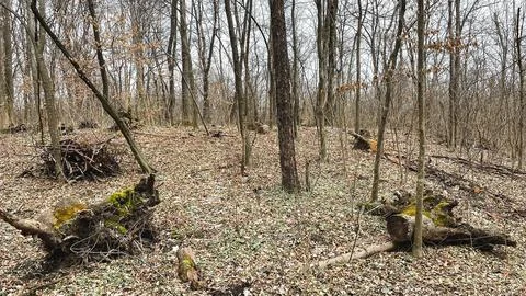 Many tree branches on the ground in the forest on fallen leaves after sanit.. Stock Photos