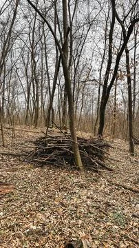 Many tree branches on the ground in the forest on fallen leaves after sanit.. Stock Photos