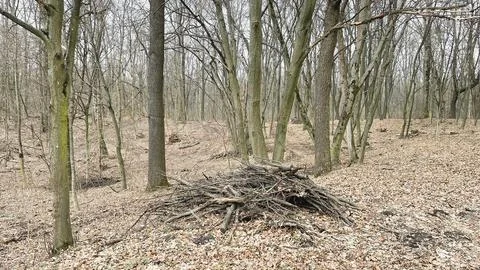 Many tree branches on the ground in the forest on fallen leaves after sanit.. Stock Photos