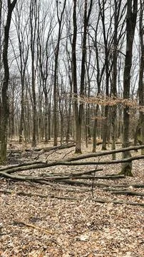 Many tree branches on the ground in the forest on fallen leaves after sanit.. Stock Photos