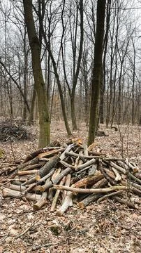 Many tree branches on the ground in the forest on fallen leaves after sanit.. Stock Photos