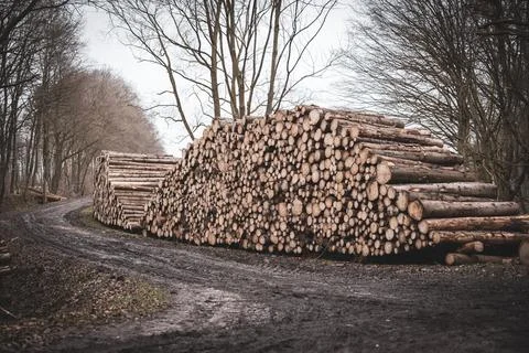 Many tree trunks are stacked on a roadside Stock Photos