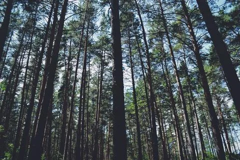 Many tree trunks on the background of the sky in summer Stock-Fotos