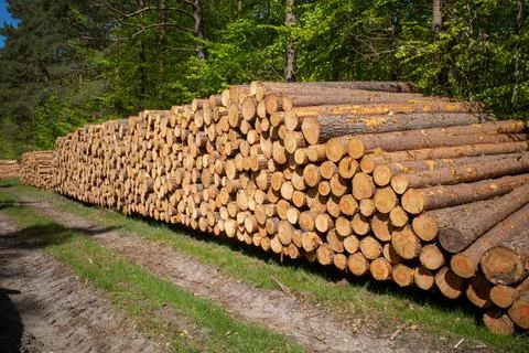 Many tree trunks lie stacked on a large pile Stock Photos