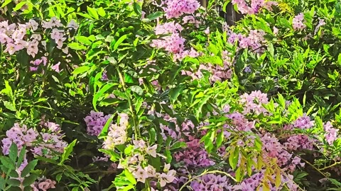 Many trees and bushes in. Stock Footage 282681719