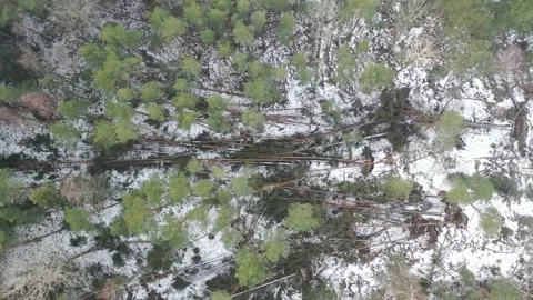 Many trees blown over during a storm Stock Footage 169270132