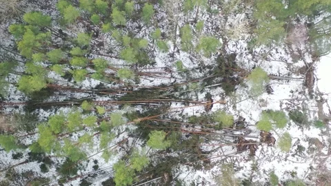 Many trees blown over during a storm Stock Footage 169270155
