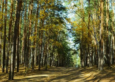 Many trees in a dense thicket of a mixed autumn forest on a sunny day Foto stock