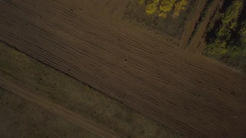 Many trees grow in rows. Shot on drone Stock Footage 102368639