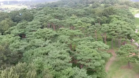 Many trees in the mountains Vídeos de archivo 306034092
