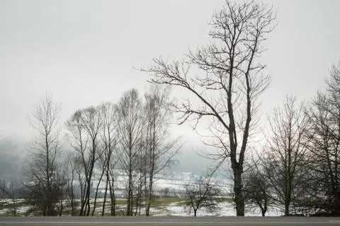 Many trees by the road in winter Stock-Fotos