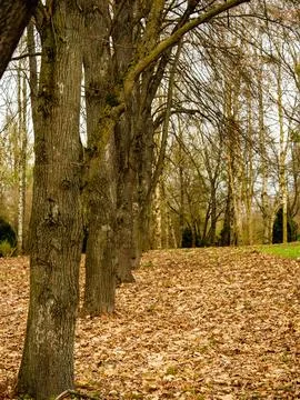 Many trees in a row in the forest, fallen leaves Stock Photos