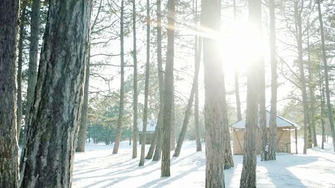 Many trees in the snow, winter forest, sun's rays shine through trees in the Stock-Footage 71844200