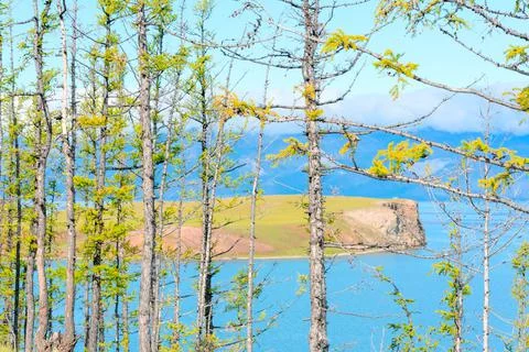 Many trees at sunny summer day against defocused lake Baikal and mountains Stock Photos