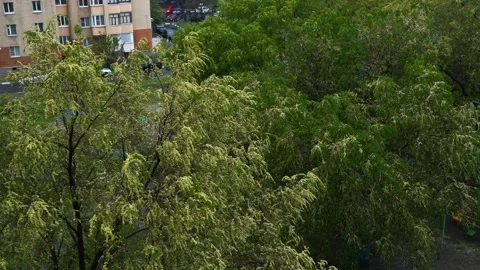 Many trees sway in the wind Video stock 195936092