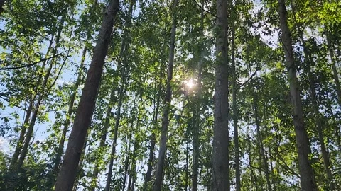 Many trees for wood Stock Footage 246505863