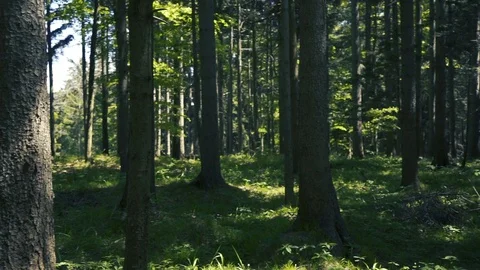 Many trees in wood movement Stock Footage 112777842
