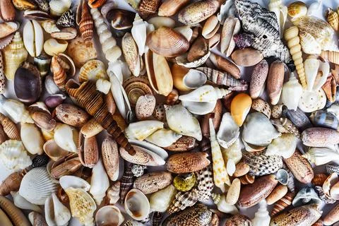 Many tropical seashells as a background Stock Photos