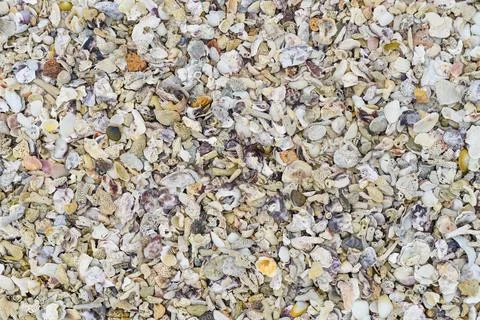 Many tropical seashells as a background 库存照片